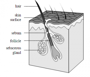 hair follicle